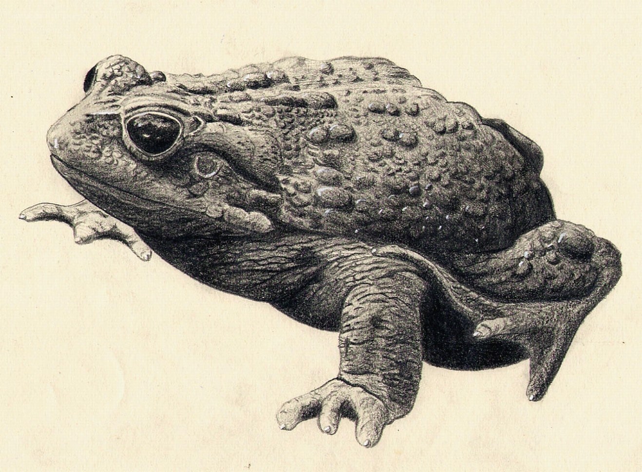 detailed toad drawing