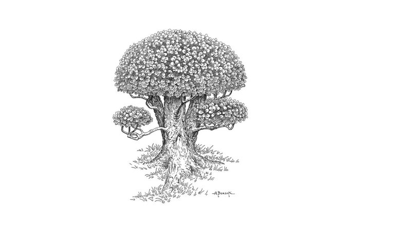 detailed tree sketch