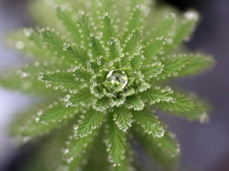 Dew-covered aquatic plant