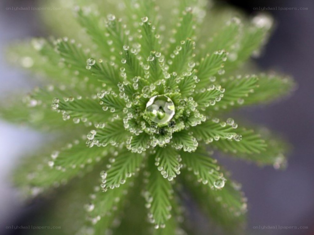 Dew-covered aquatic plant