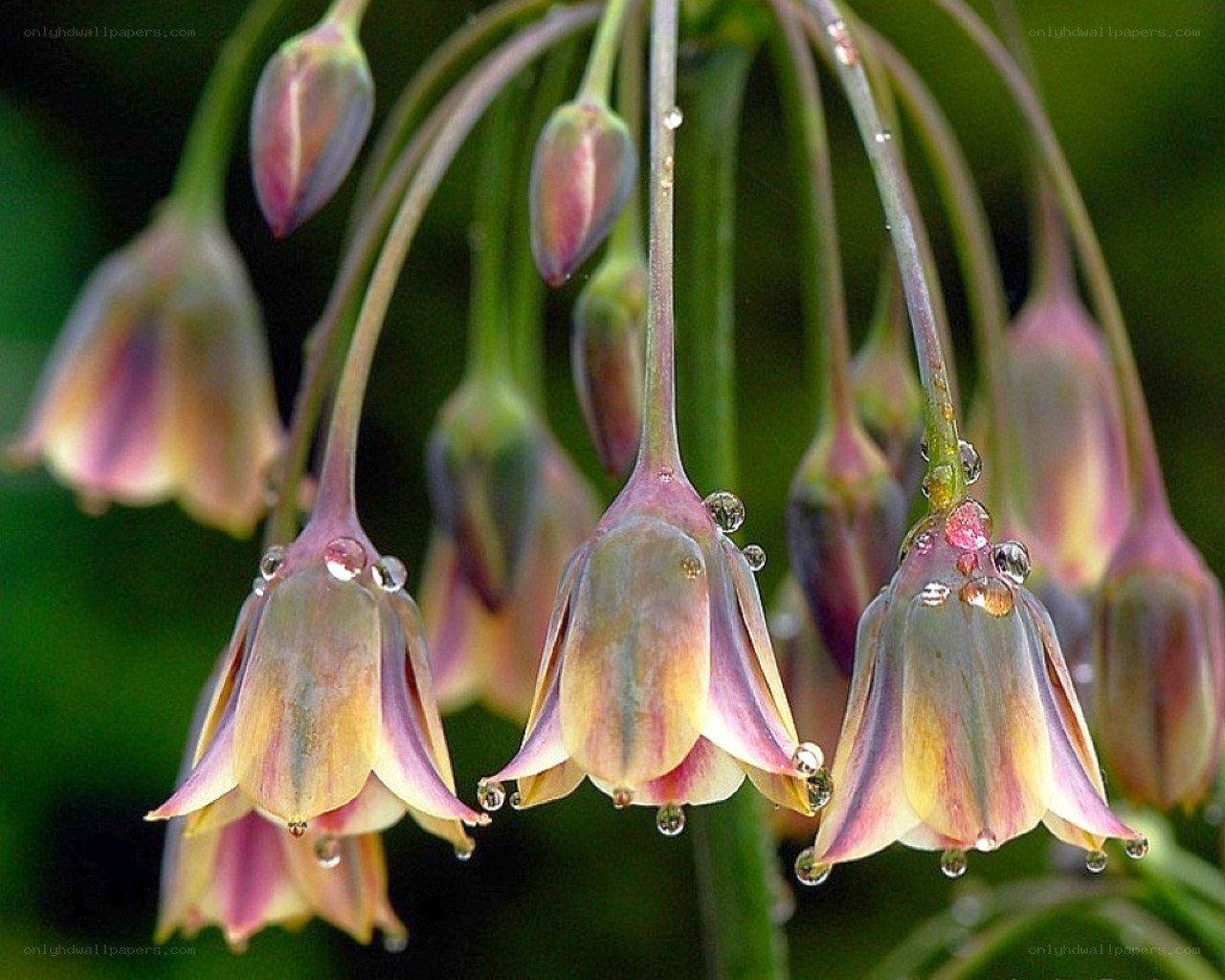 dew-covered bell-shaped flowers