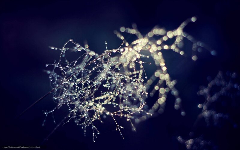 Dew-covered branches at dawn