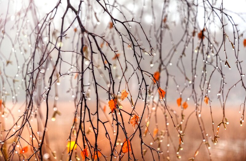 Dew-covered Branches — Brown, Serene