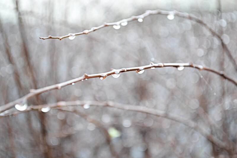 Dew-covered Branches — Brown