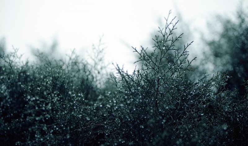Dew-covered branches in fog