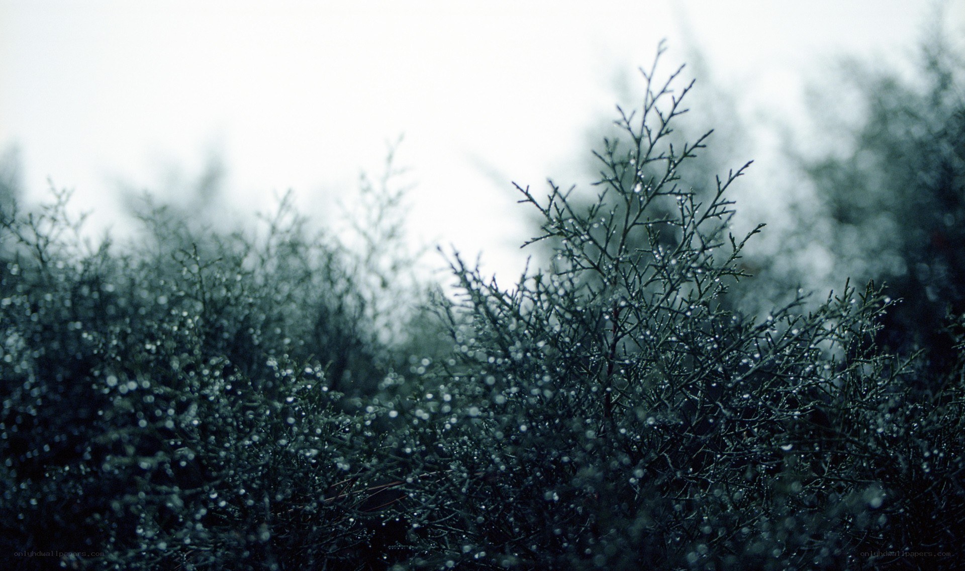 Dew-covered branches in fog
