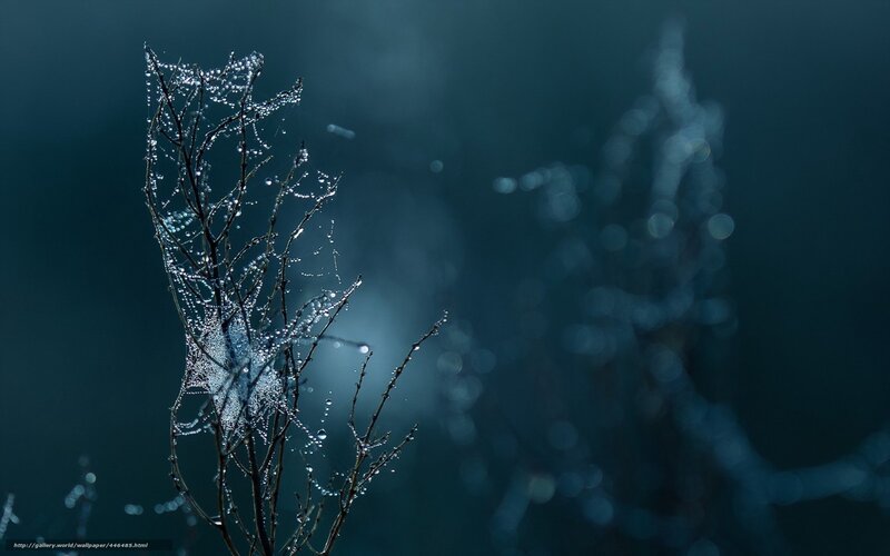 Dew-covered branches in mist
