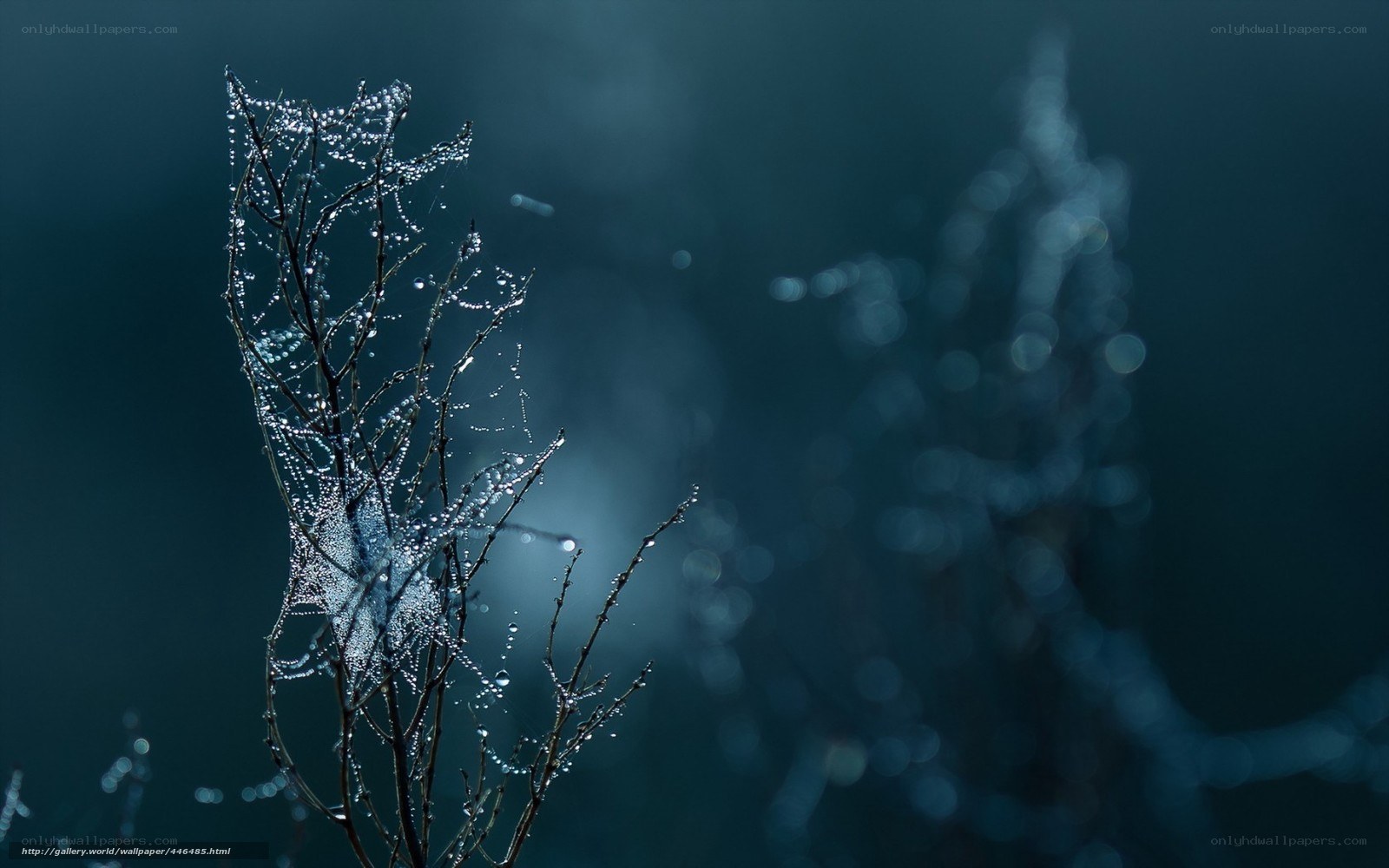 Dew-covered branches in mist
