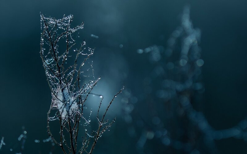 Dew-covered branches in mist