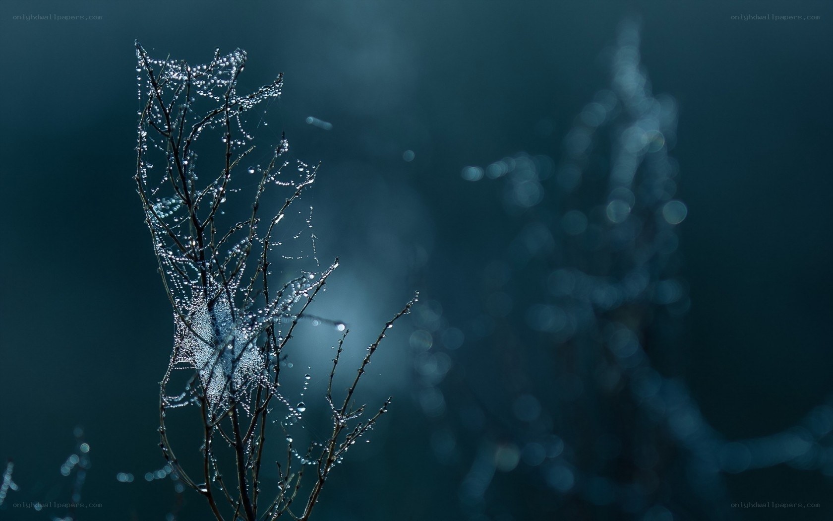 Dew-covered branches in mist