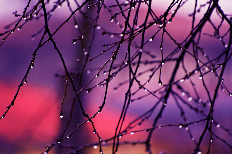 Dew-covered Branches — Purple