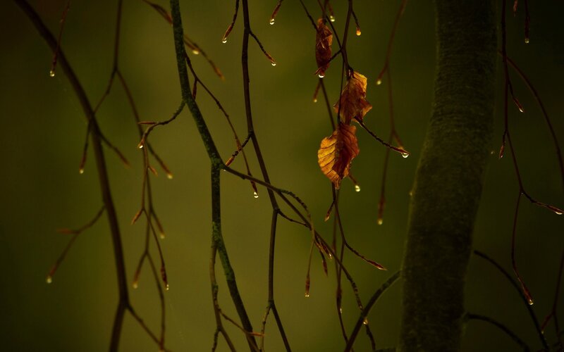 Dew-covered Branches