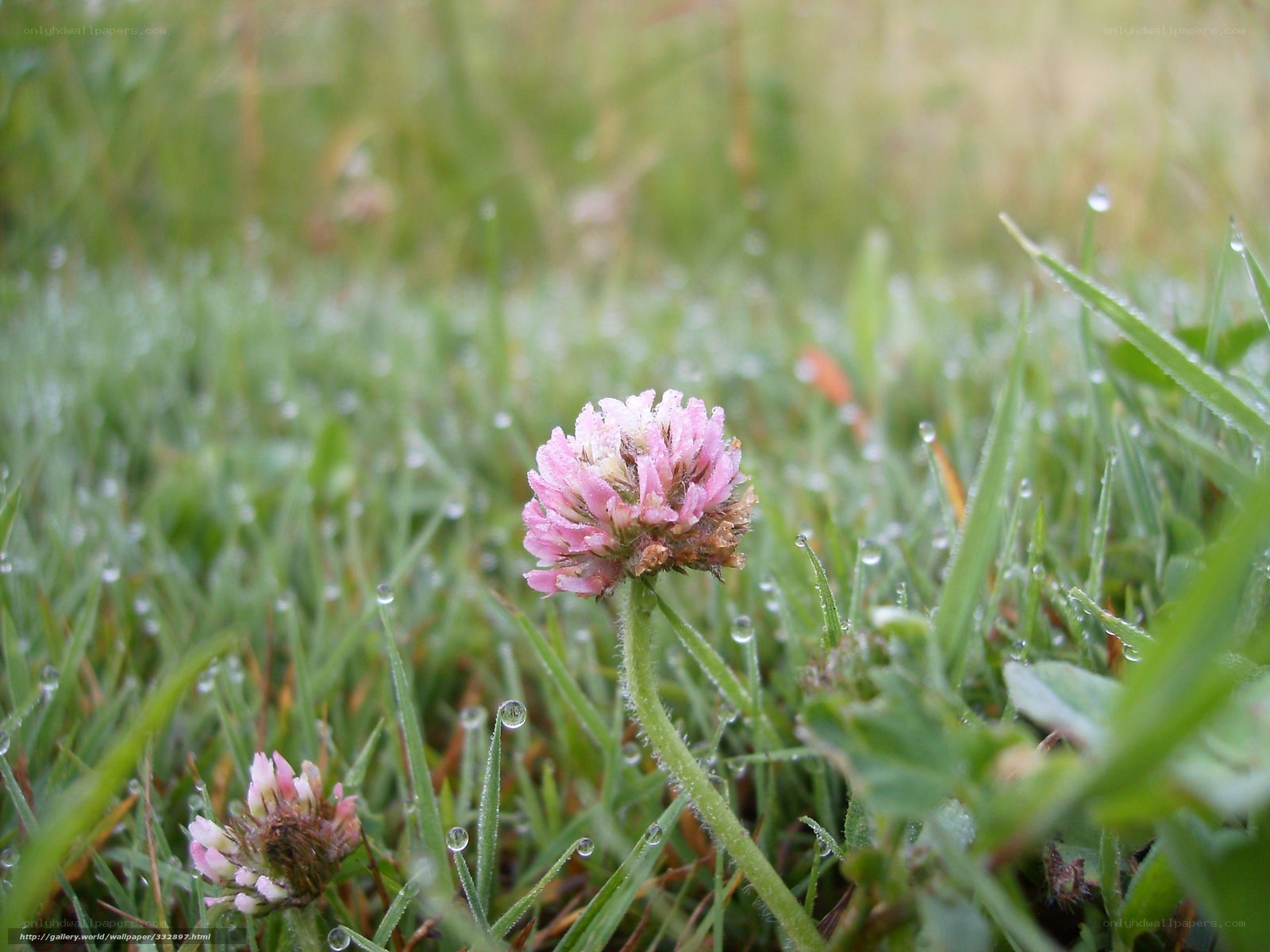 dew-covered clover in grass