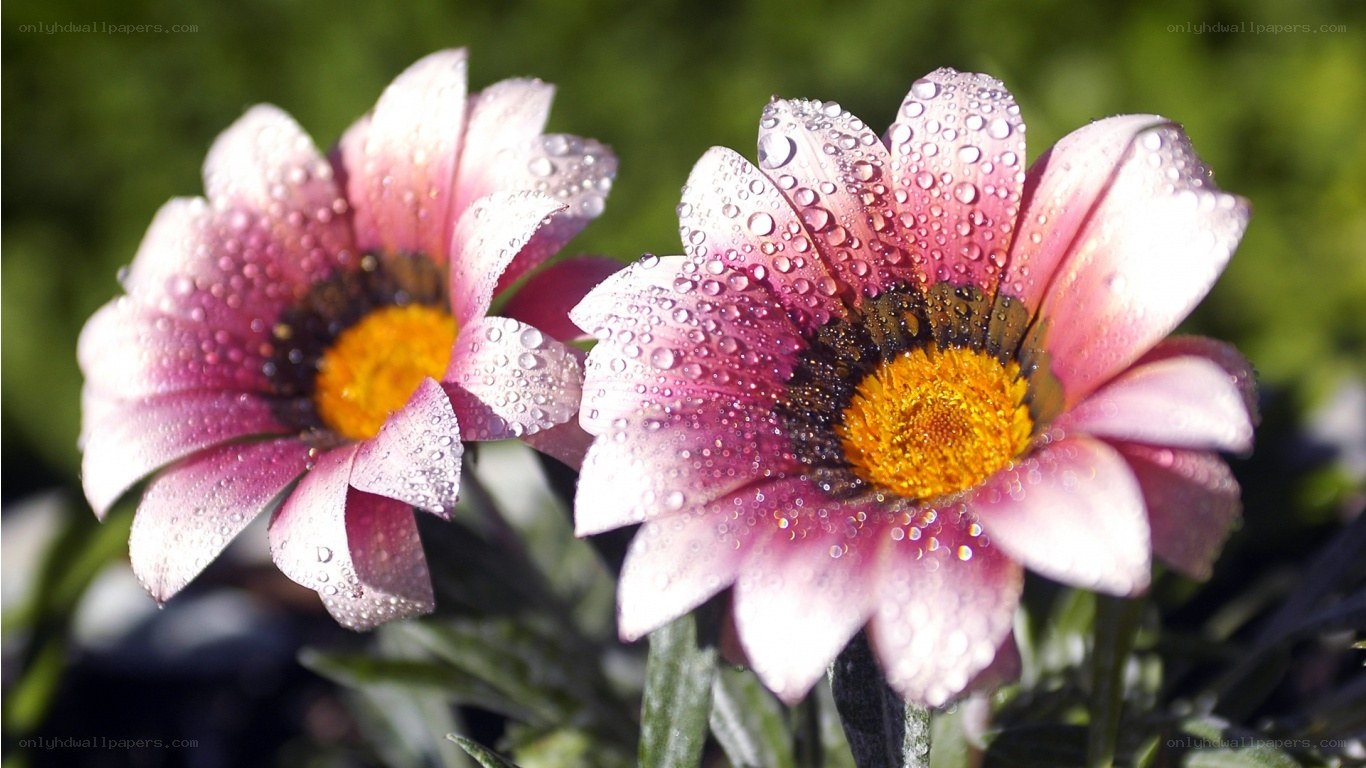dew-covered daisies in sunlight
