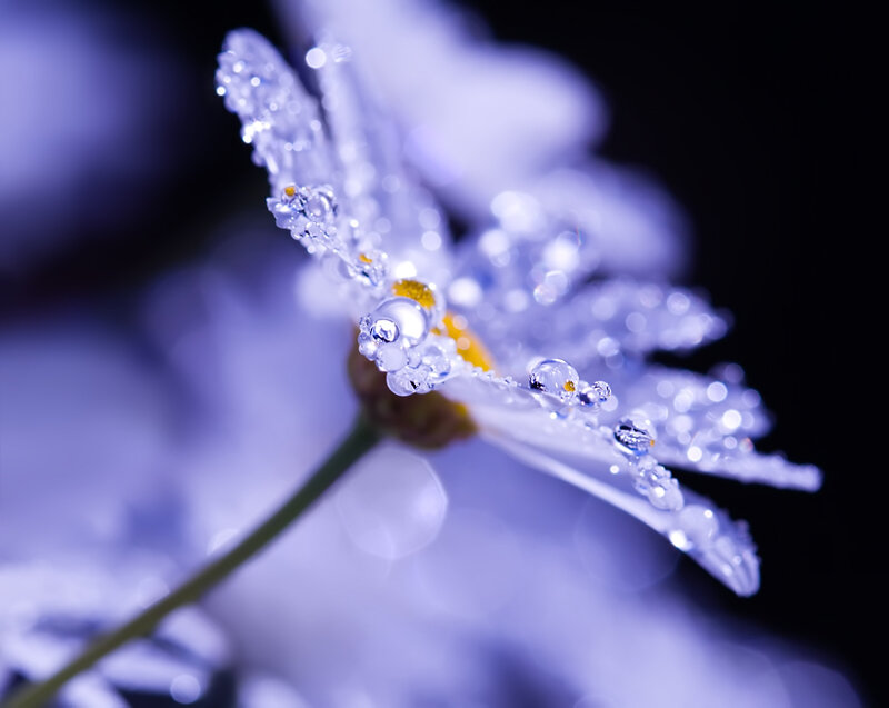 dew-covered daisy flower