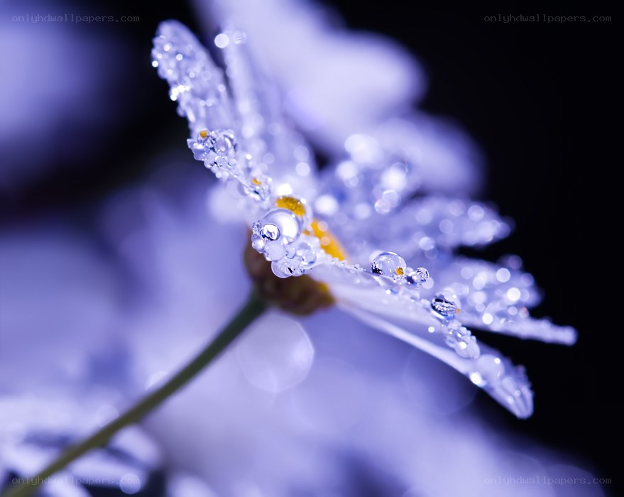 dew-covered daisy flower