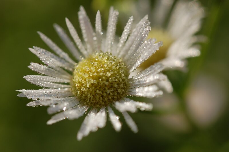 Dew-covered daisy flower