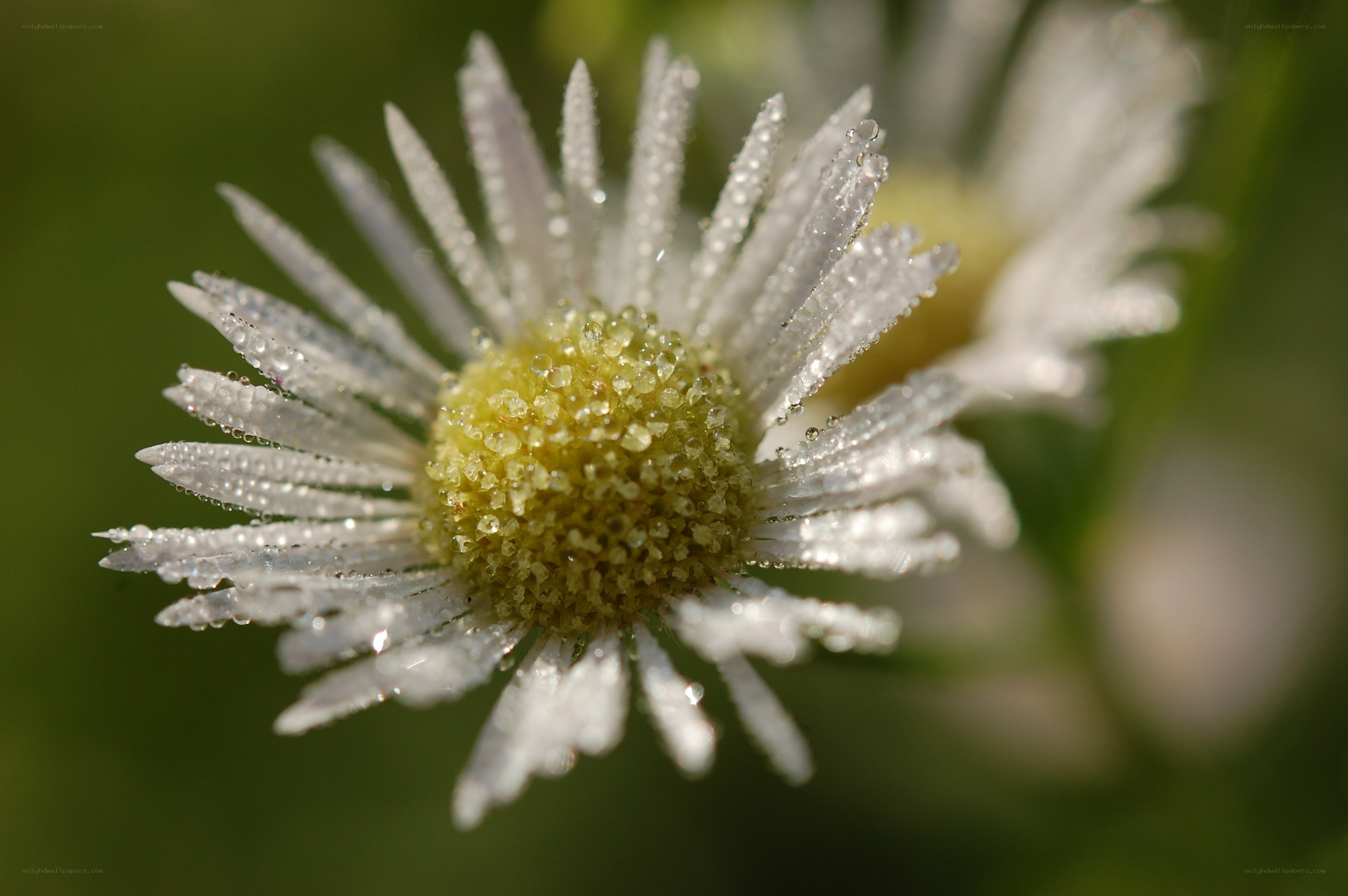 Dew-covered daisy flower