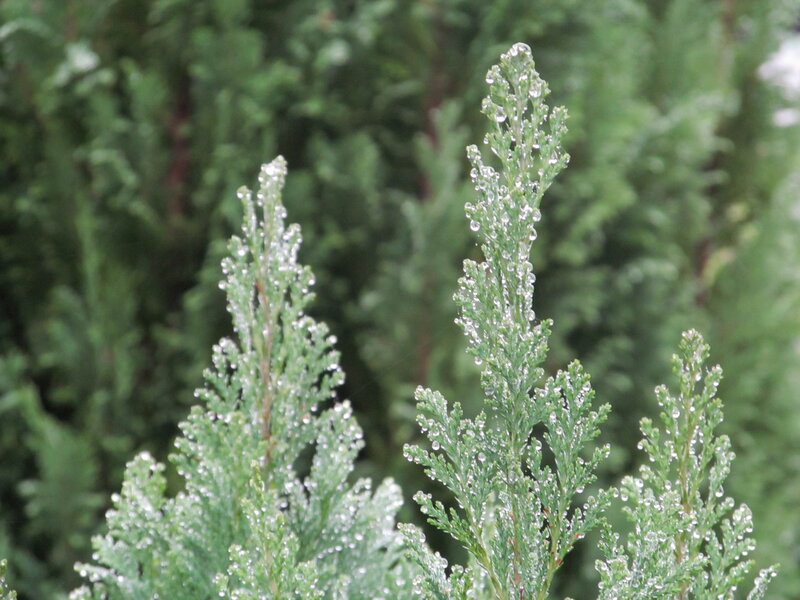 Dew-covered Evergreen Branches