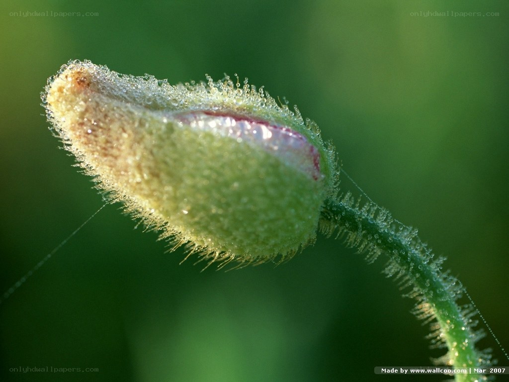 dew-covered flower bud