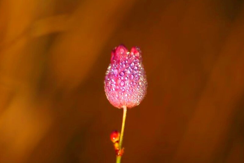 Dew-covered flower bud