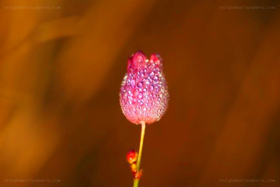 Dew-covered flower bud