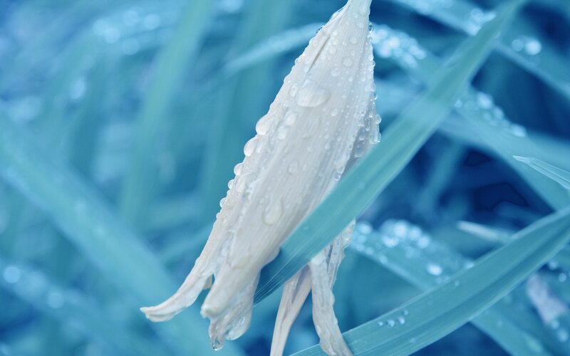 Dew-covered Flower Bud — Blue