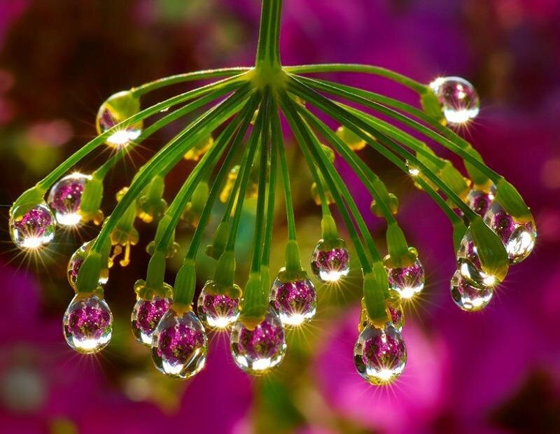 Dew-covered Flower Buds — Green