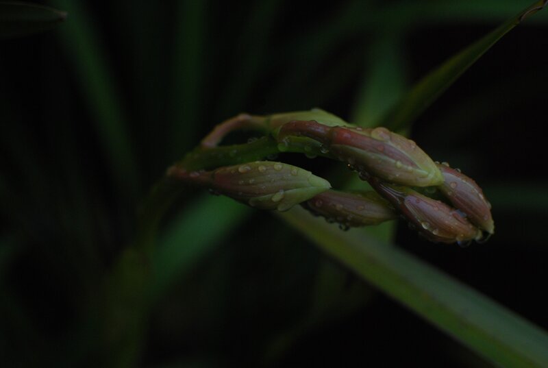 Dew-covered flower buds
