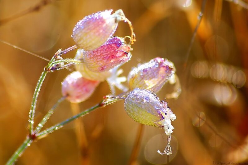 Dew-covered Flower Buds — Yellow