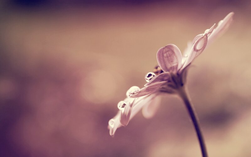 Dew-covered Flower — Purple, Serene