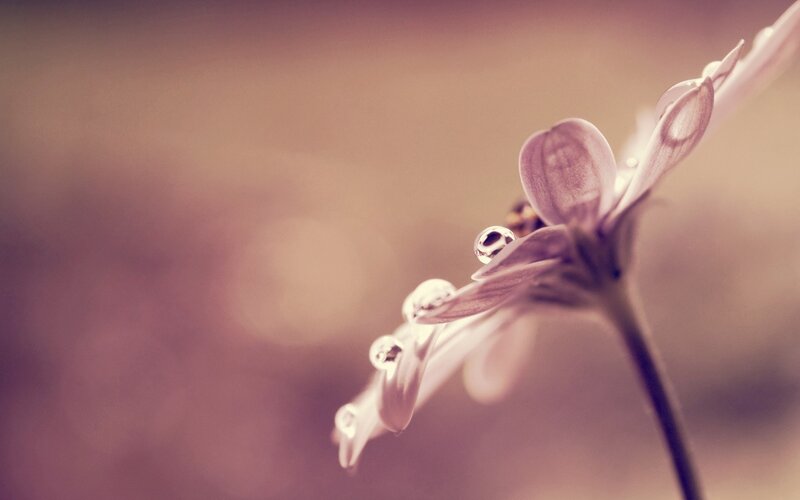 Dew-covered Flower — Purple