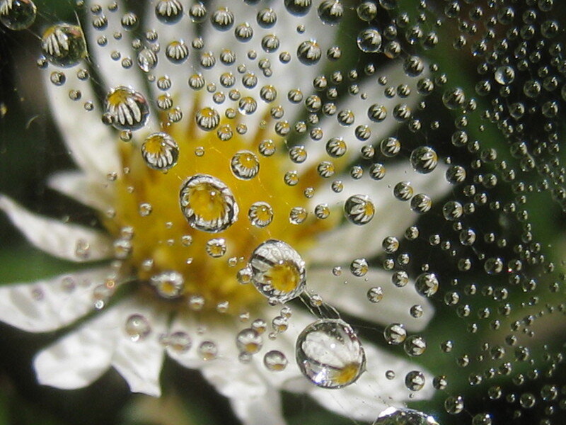 Dew-covered Flower