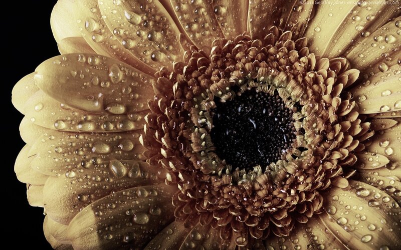 dew-covered gerbera daisy