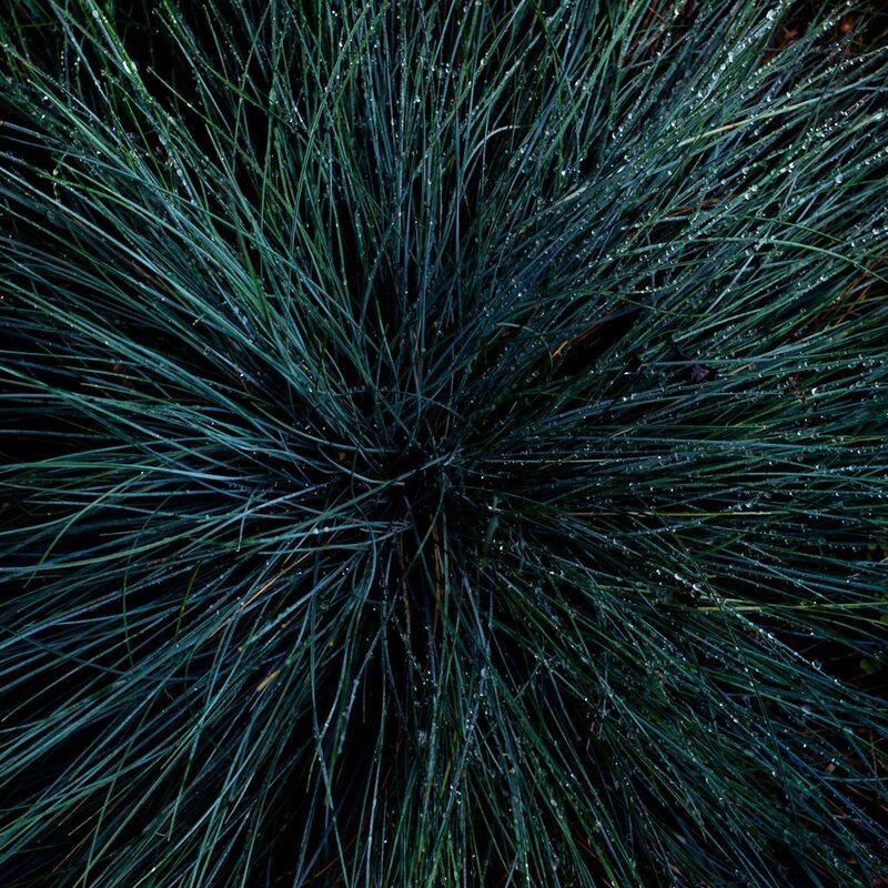 Dew-covered grass blades