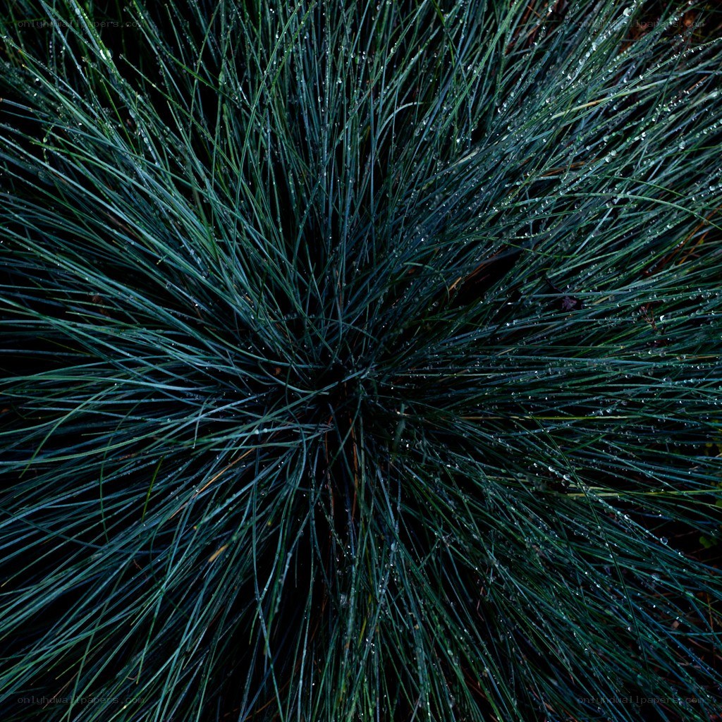 Dew-covered grass blades
