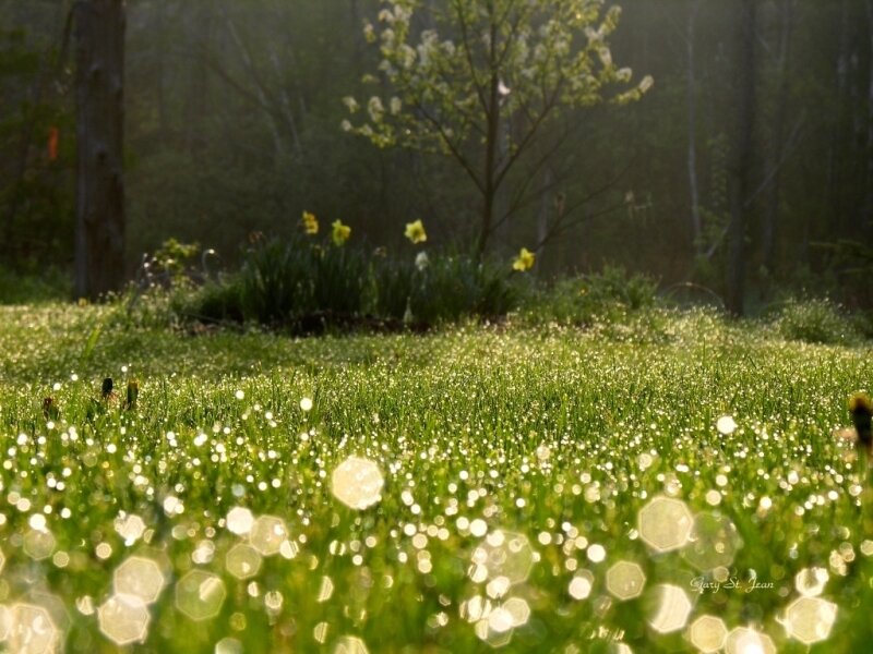 Dew-covered Grass Field