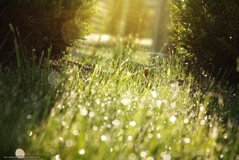 Dew-covered Grass — Green