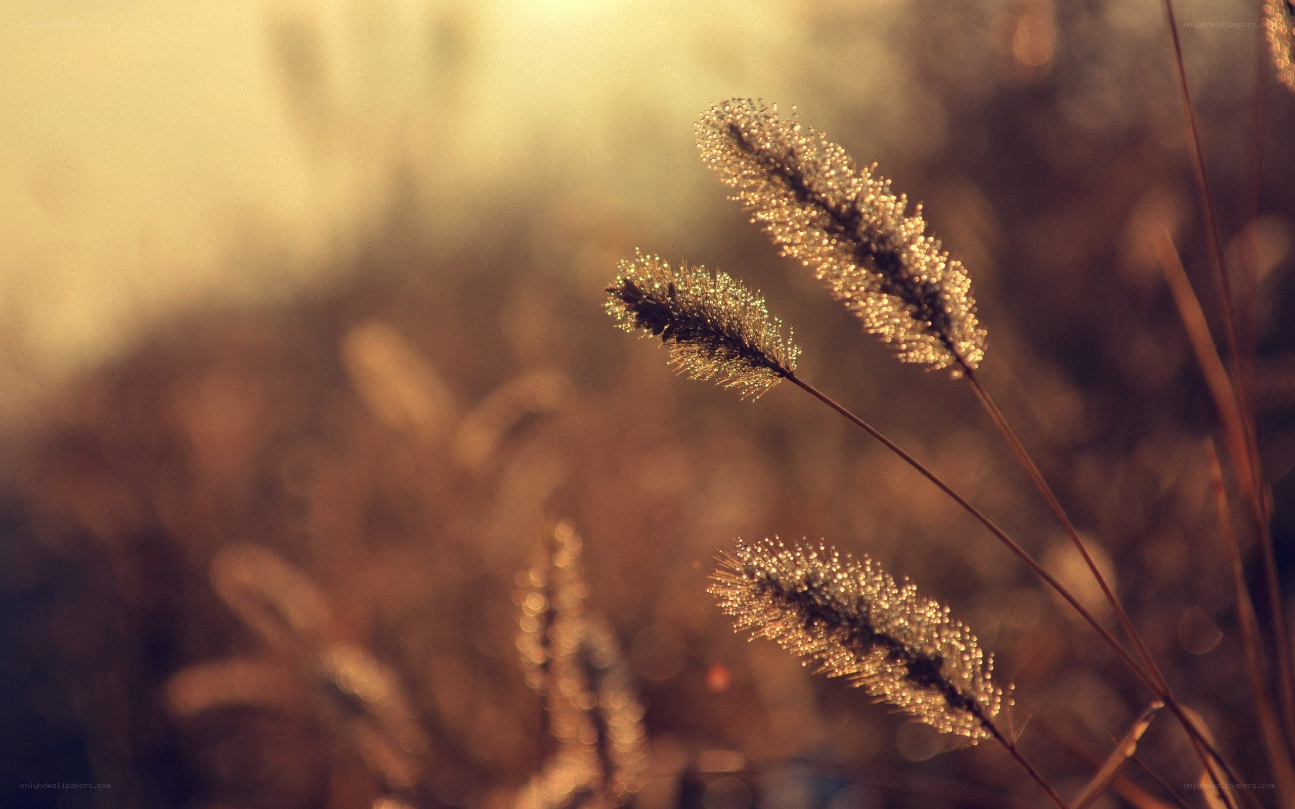 dew-covered grass in golden light