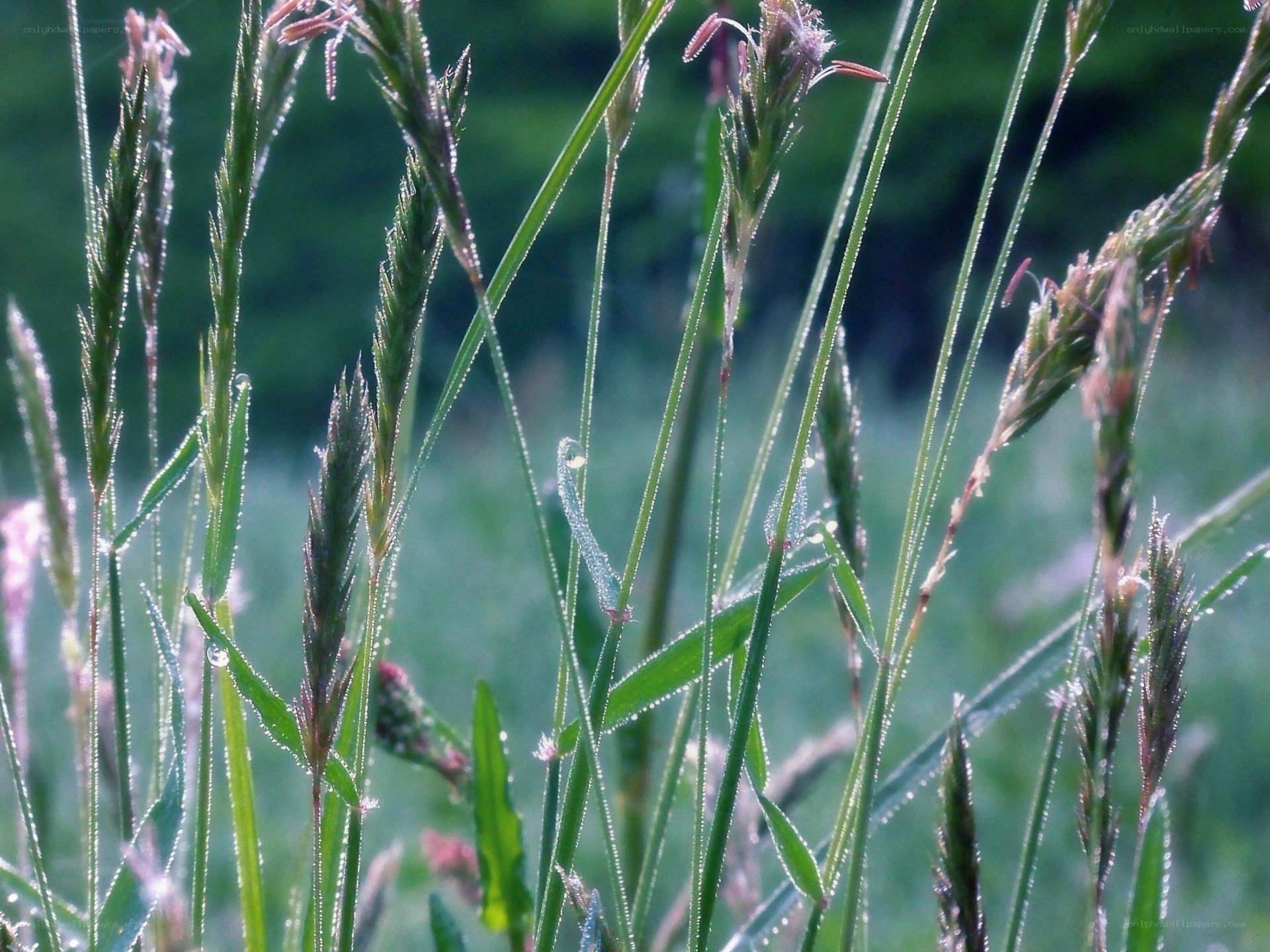 Dew-covered grass in morning light