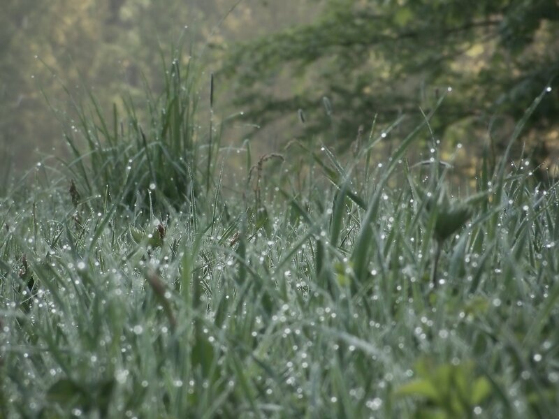Dew-covered grass in morning light
