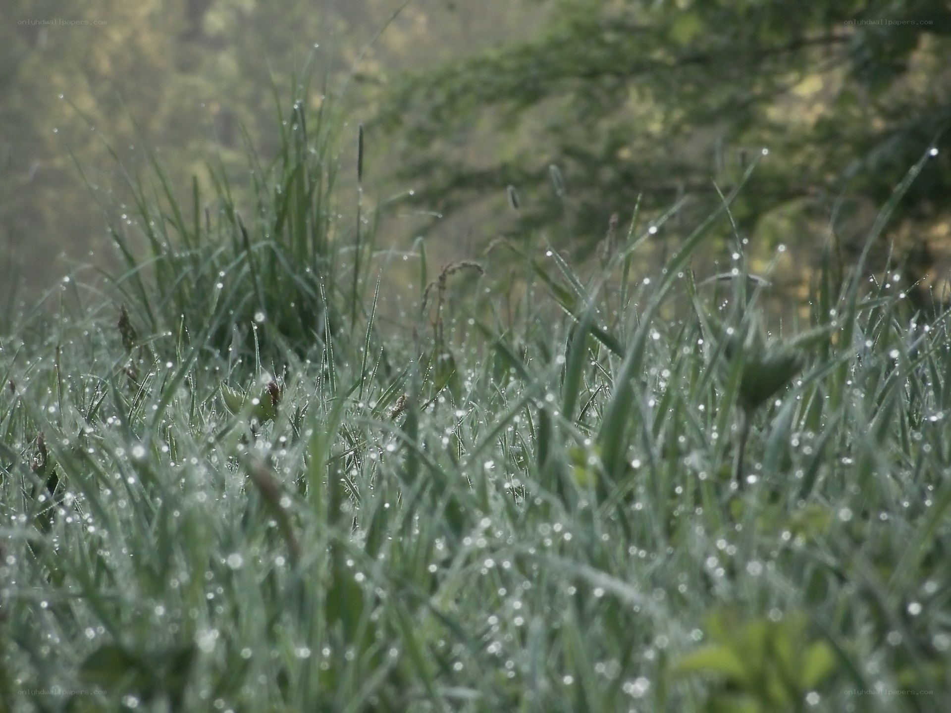 Dew-covered grass in morning light