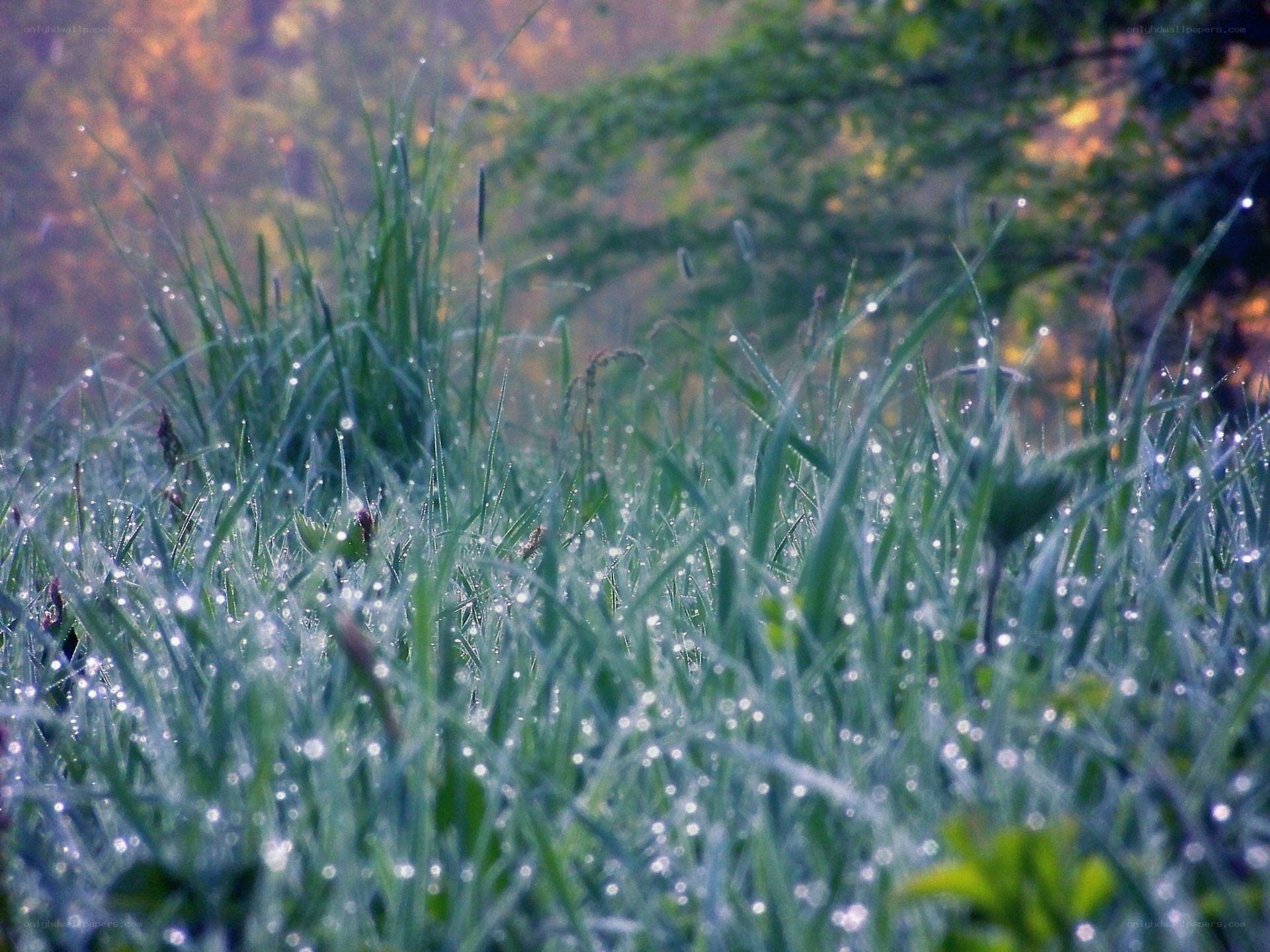 Dew-covered grass in morning light