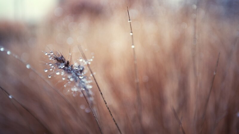 Dew-covered Grass Seed Head — Brown, Serene, Morning