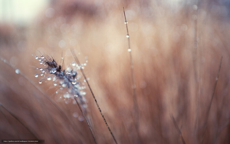 Dew-covered Grass Seed Head — Brown, Serene