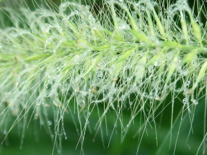 dew-covered grass seed head