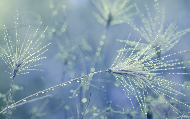 Dew-covered Grass Seed Heads
