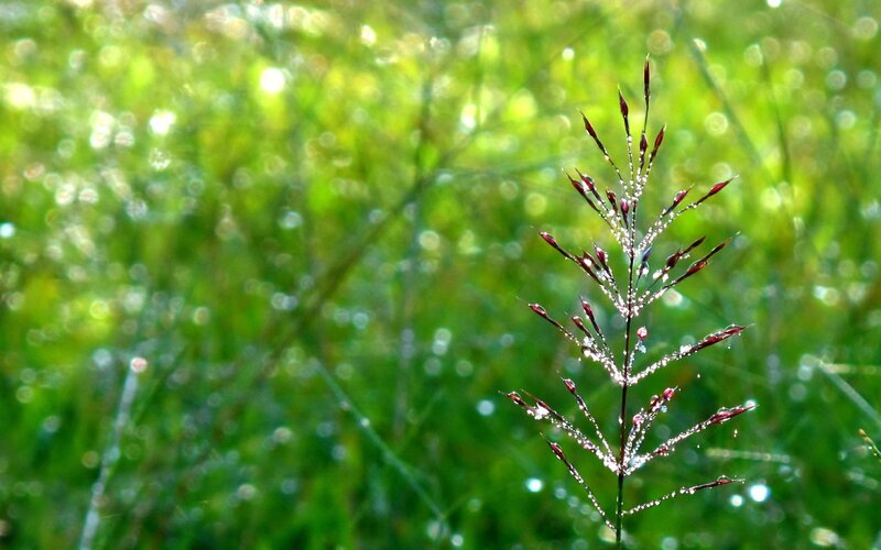 Dew-covered Grass Spike