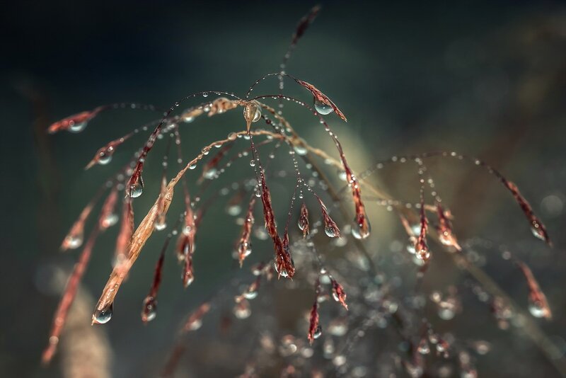 Dew-covered Grass Stems — Brown, Serene