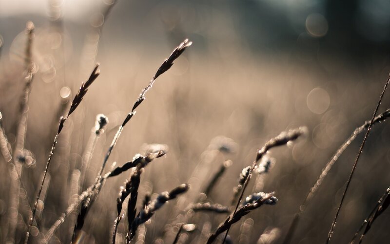Dew-covered Grass Stems — Brown